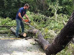 Tree and Shrub Care in East Lansing, MI