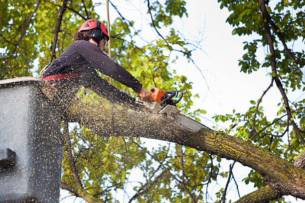 Best Tree Mulching Services  in East Lansing, MI